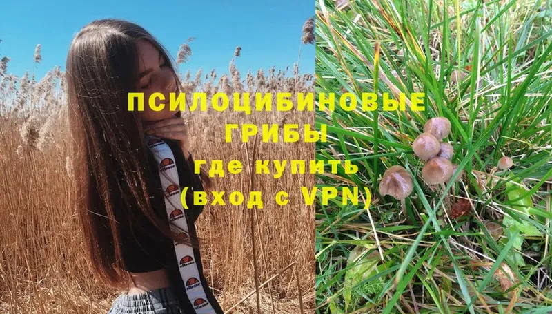 наркота  Нестеров  Псилоцибиновые грибы Psilocybe 